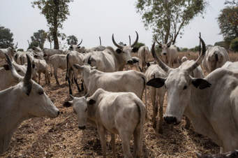 Ujene Urges Herders To Avert Going Into Farmlands With Cows