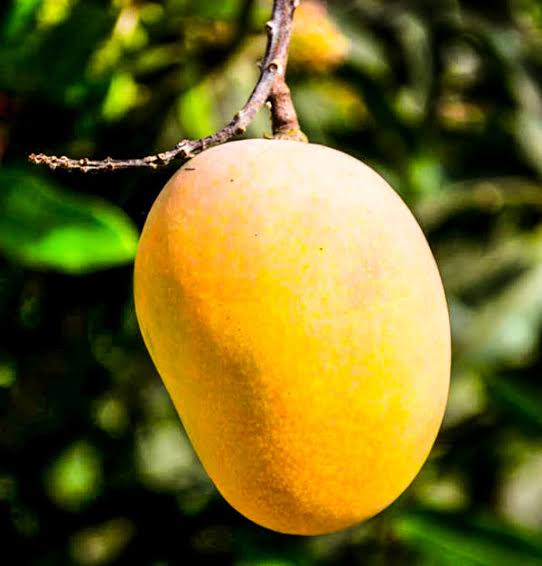 Why You Should Add Mangoes To Your Daily Meal