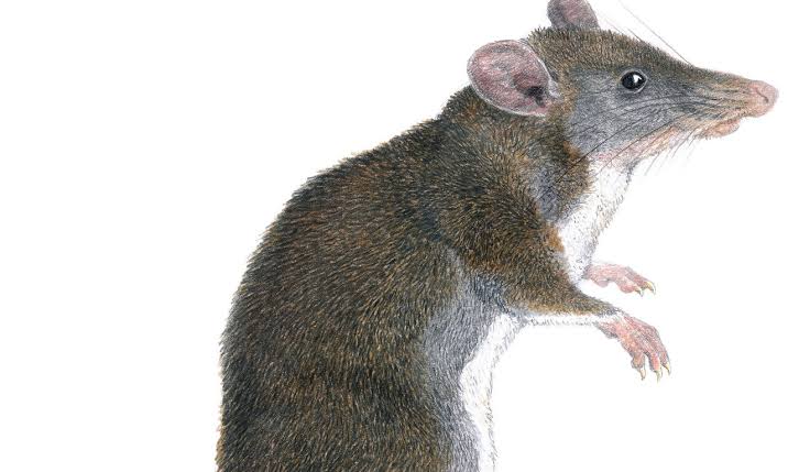 Lassa Fever Kills WHO Doctor, Other In Benue