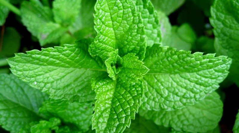 Health Benefits Of Scent Leaves