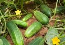 The Health Benefits Of Cucumber